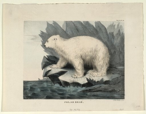 Polar Bear