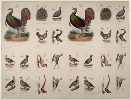 Scratching Birds