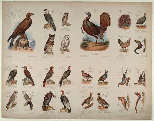 Birds of Prey/Scratching Birds or Gallinaceous Birds