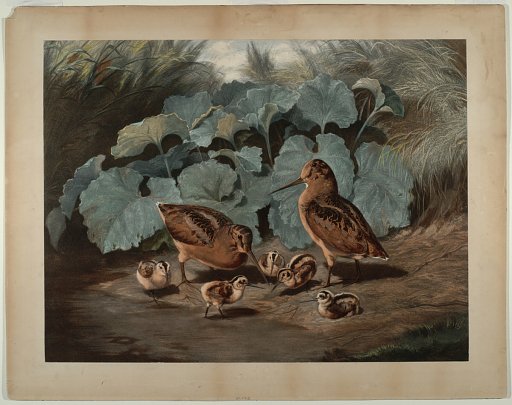 [Woodcocks]