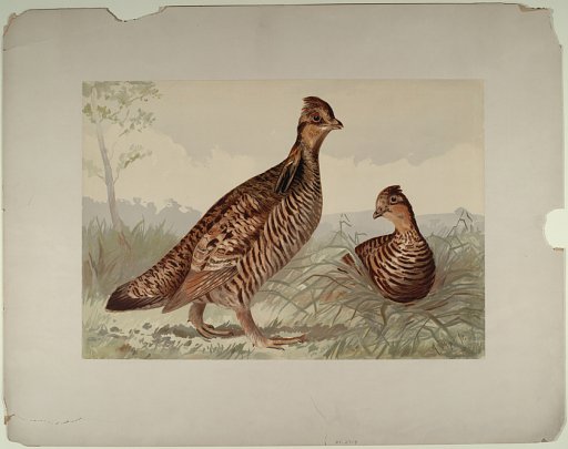 [Pinnated Grouse]