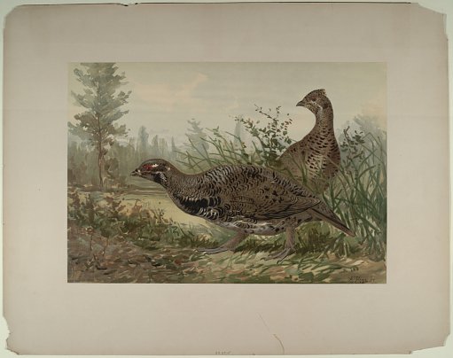 [Canada Grouse]