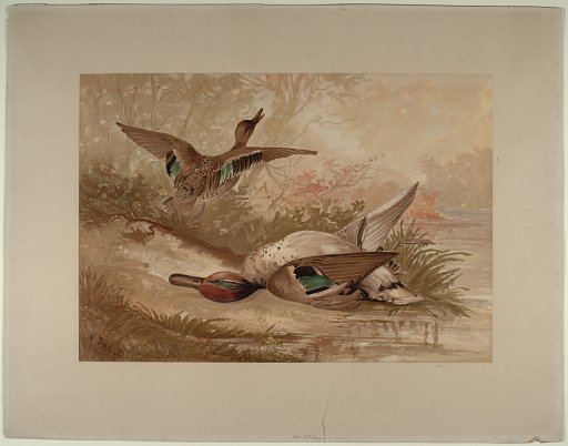 [Green Winged Teal]