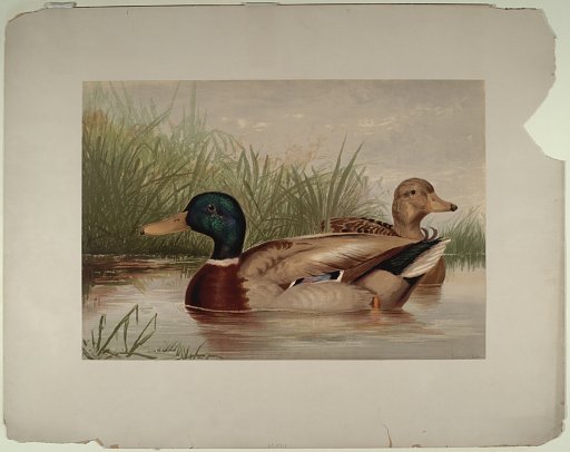 [Mallard Duck]