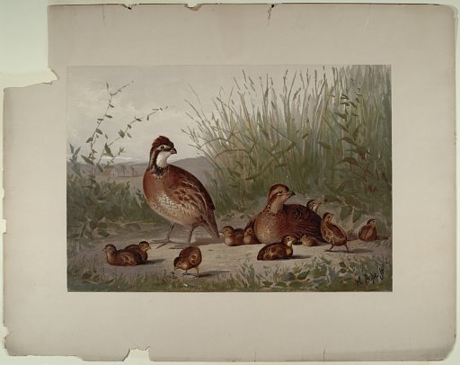 [American Quail]