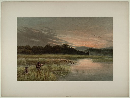 Mallard Shooting
