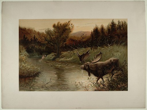 A Moose Hunt