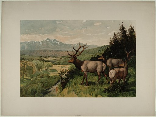 Stalking the Wapiti