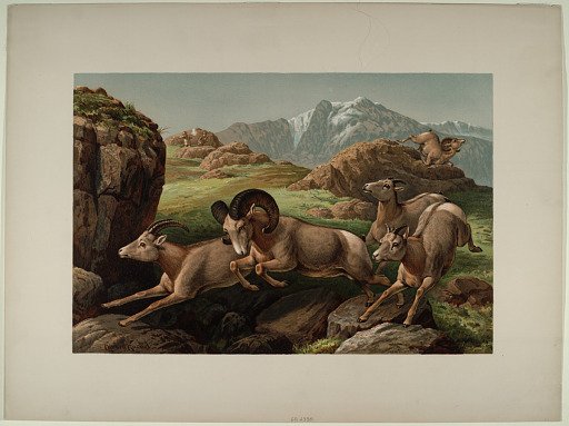 A Hunt Above The Timber Line