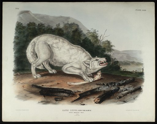 Canis Lupus, Linn (Var Albus)