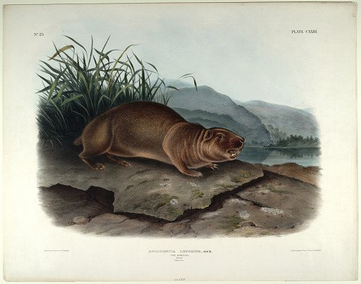 Aplodontia Leporina, Rich