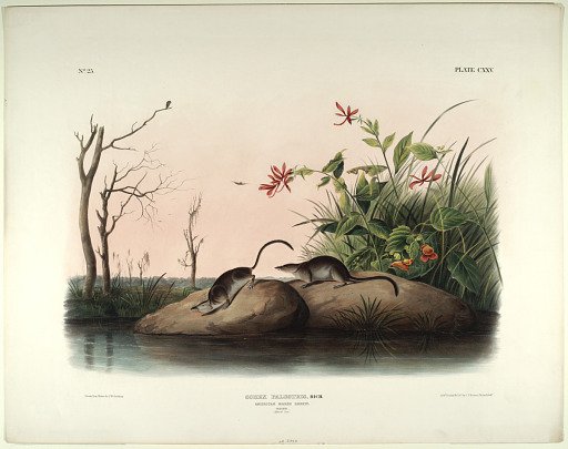 Sorex Palustris Rich