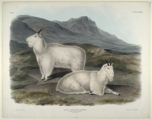 Capra Americana, Blainville