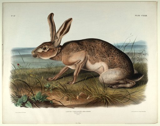 Lepus Texianus, Aud. & Bach.