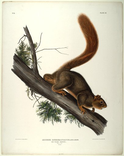 Sciurus Rubricaudatus. Aud:& Bach: