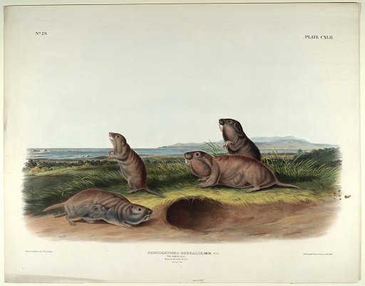 Pseudostoma Borealis, Rich. MSS.