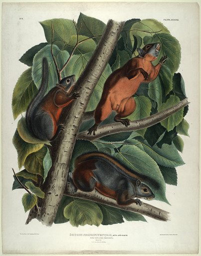 Sciurus Feruginiventris Aud. and Bach.