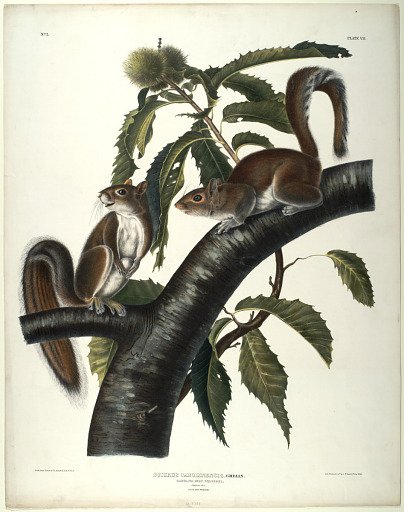 Sciurus Carolinensis Gmelin.
