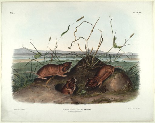 Geomys Douglassii, Richardson.