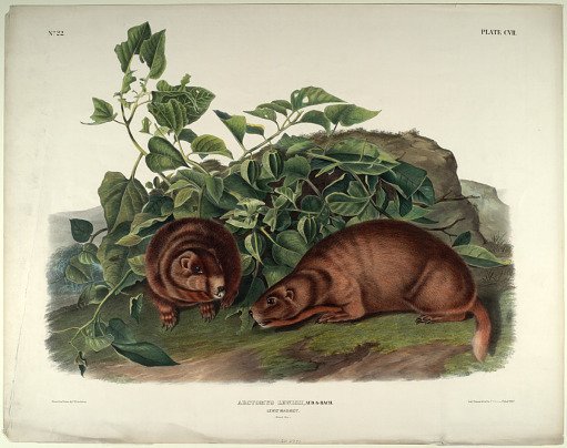Arctomys Lewisii, Aud. & Bach.