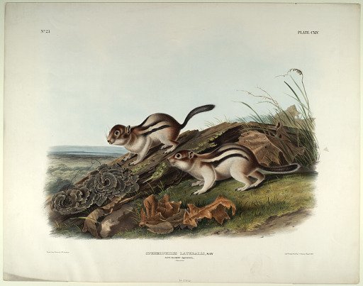 Spermophilus Lateralis, Say