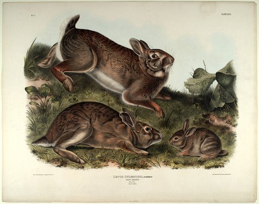 Lepus Sylvaticus, Bachman