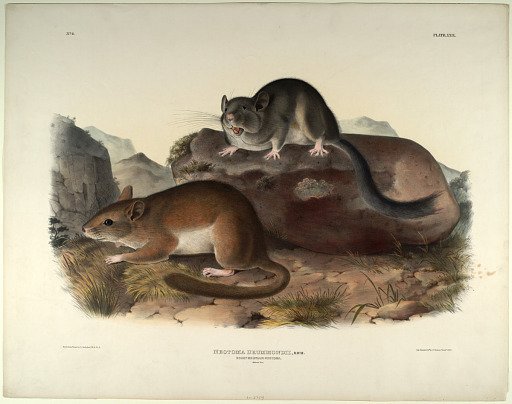 Neotoma Drummondii, Rich.