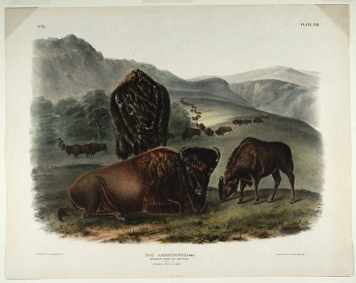 Bos Americanus, Gmel.