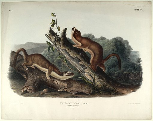 Putorius Frenata, Licht.