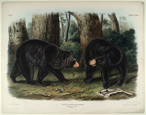 Ursus Americanus, Pallas.