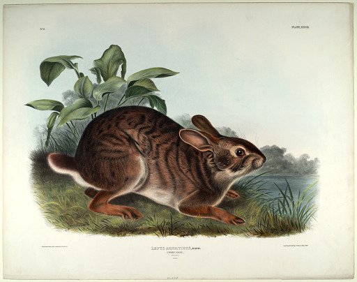 Lepus Aquaticus, Bach.