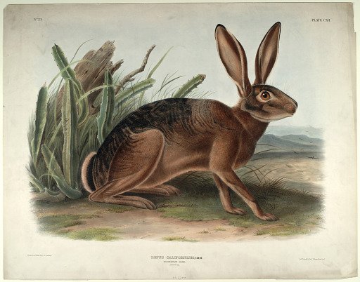 Lepus Californicus, Gray.