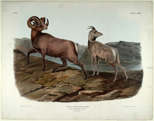 Ovis Montana, Desm
