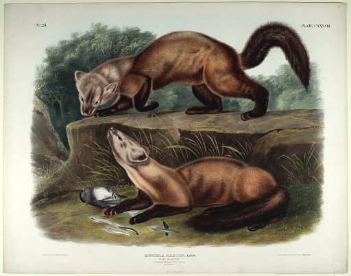 Mustela Martes, Linn.