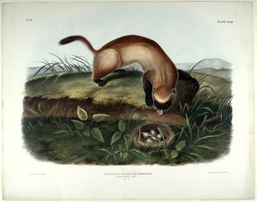 Putorius Nigripes, Aud. & Bach.