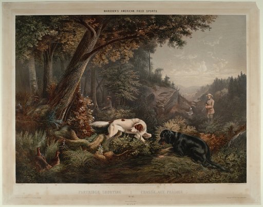Partridge Shooting