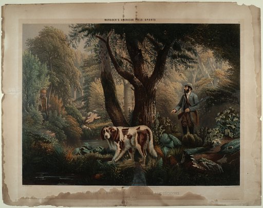 Woodcock Shooting