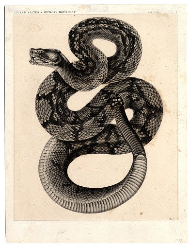 Crotalus molossus [B&G]