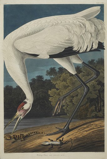 Hooping Crane. Grus Americana. Adult male.