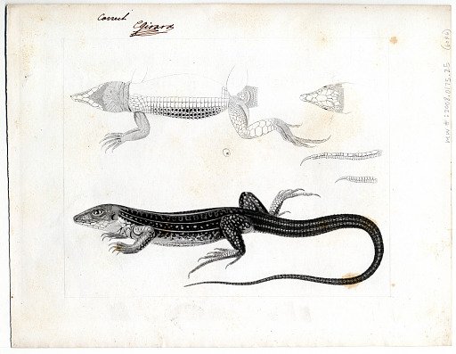 Engraving of lizard species "Cnemidophorus Presignis"