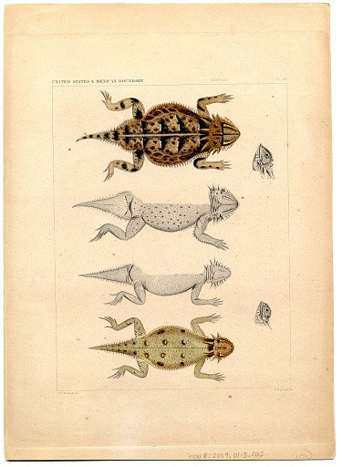 Engraving of lizard species "Phrynosoma regale, Doliosaurus m'callii"