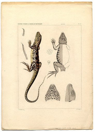 Crotaphylus wislizenii [B & G]