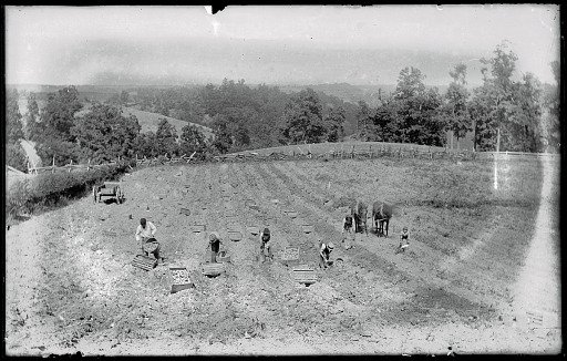 Digging Potatoes