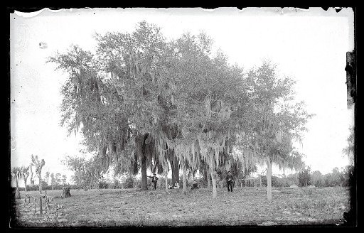 Live Oak Covered with Spanish Moss