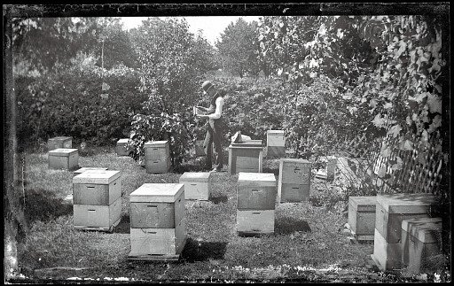 Beekeepers and Beehives