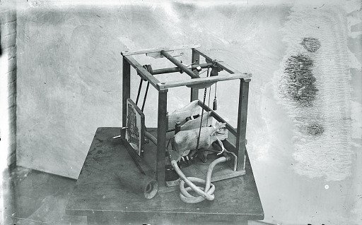 Model of Milking Cows