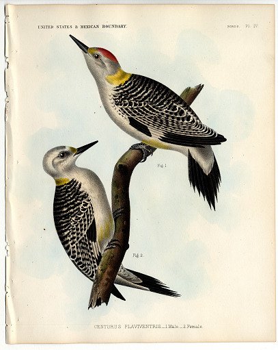 Centurus Flaviventris _1 Male _ 2 Female