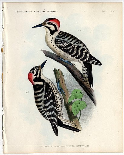 Picus Scalaris_ 2. Picus Nuttallii