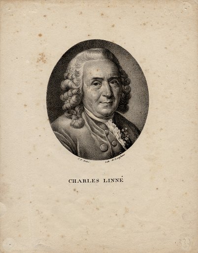 Charles Linné