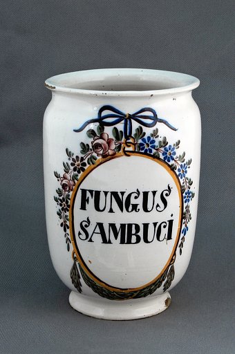 FUNGUS SAMBUCI